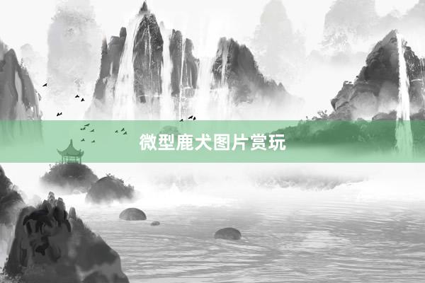 微型鹿犬图片赏玩